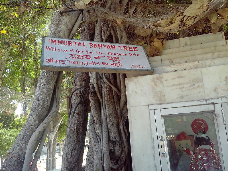 800px-Akshay_Vat,_The_Banyan_Tree_Witness_to_The_Gita,_Kurukshetra,_India